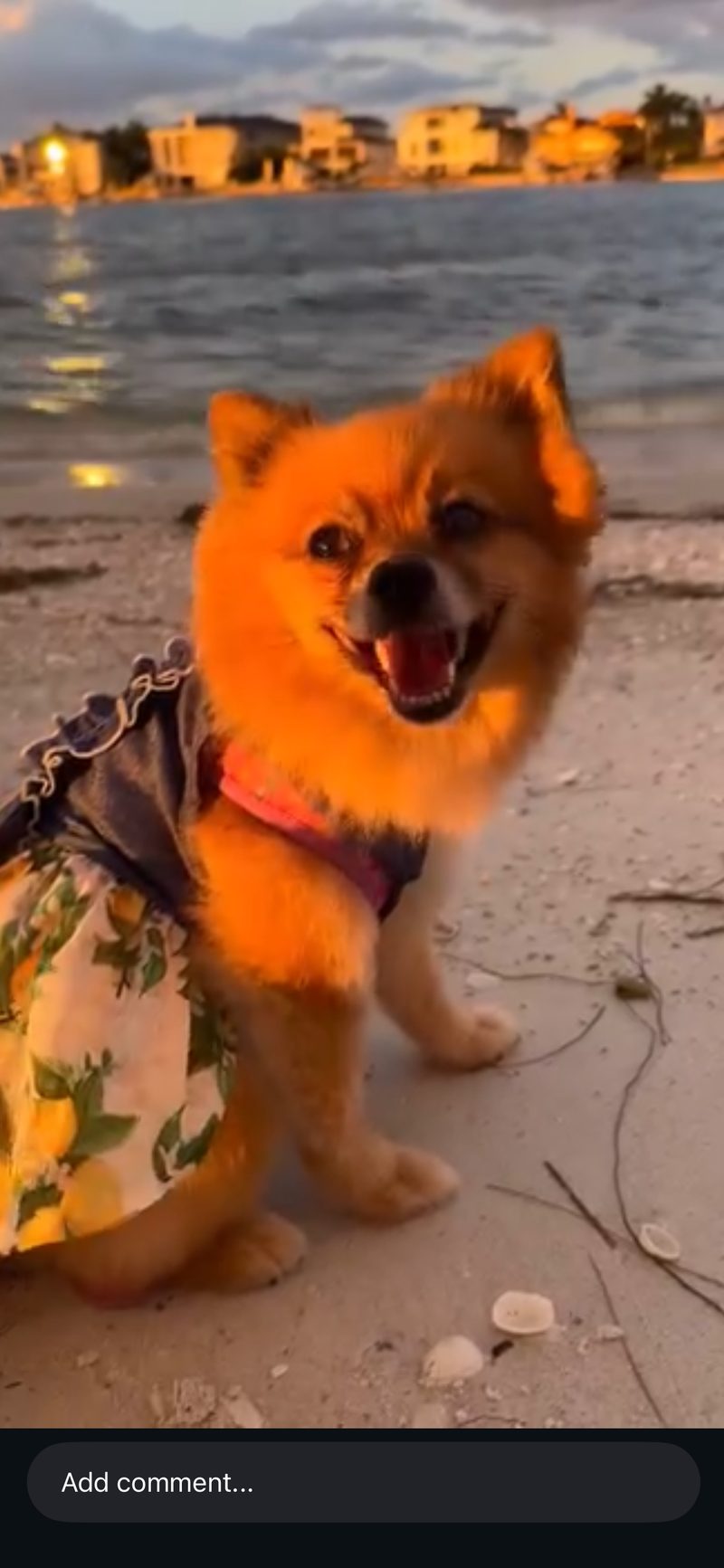 Pom at the beach in a Hawaiian shirt at sunset